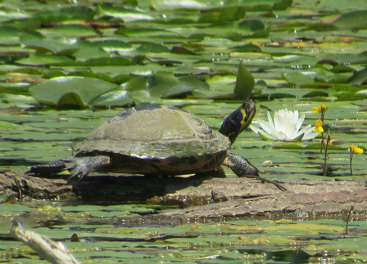 Yellowbelly Slider